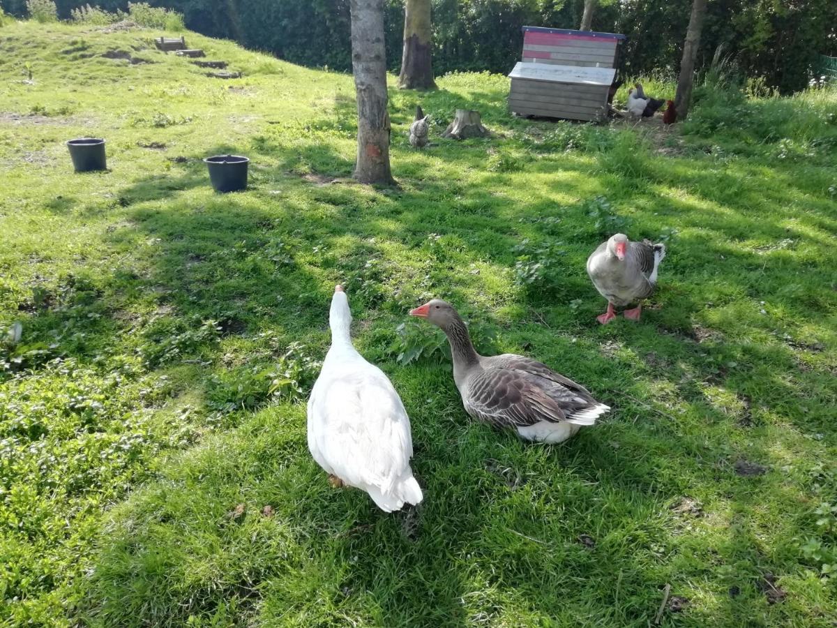 Le Gite Du Chtihameau Avec Piscine Interieure Privative, Selon Date Bassee Exteriér fotografie